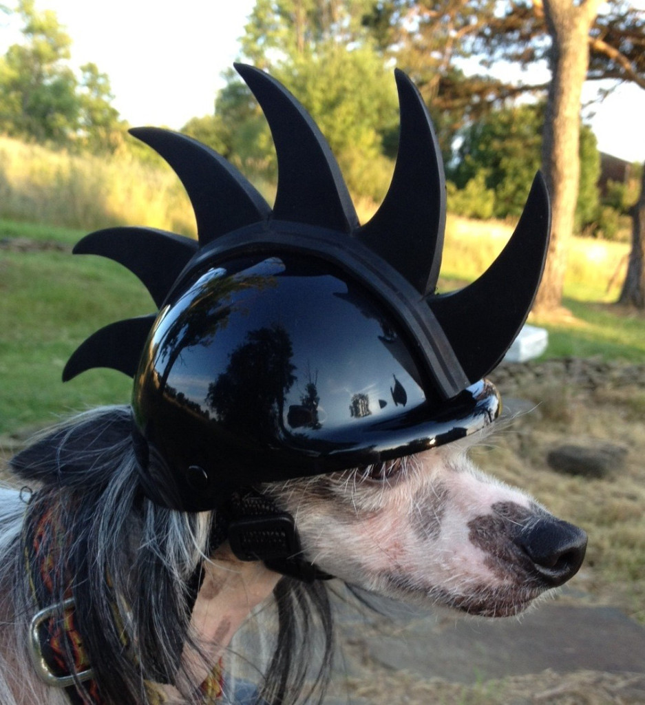 mohawk-dog-helmet1